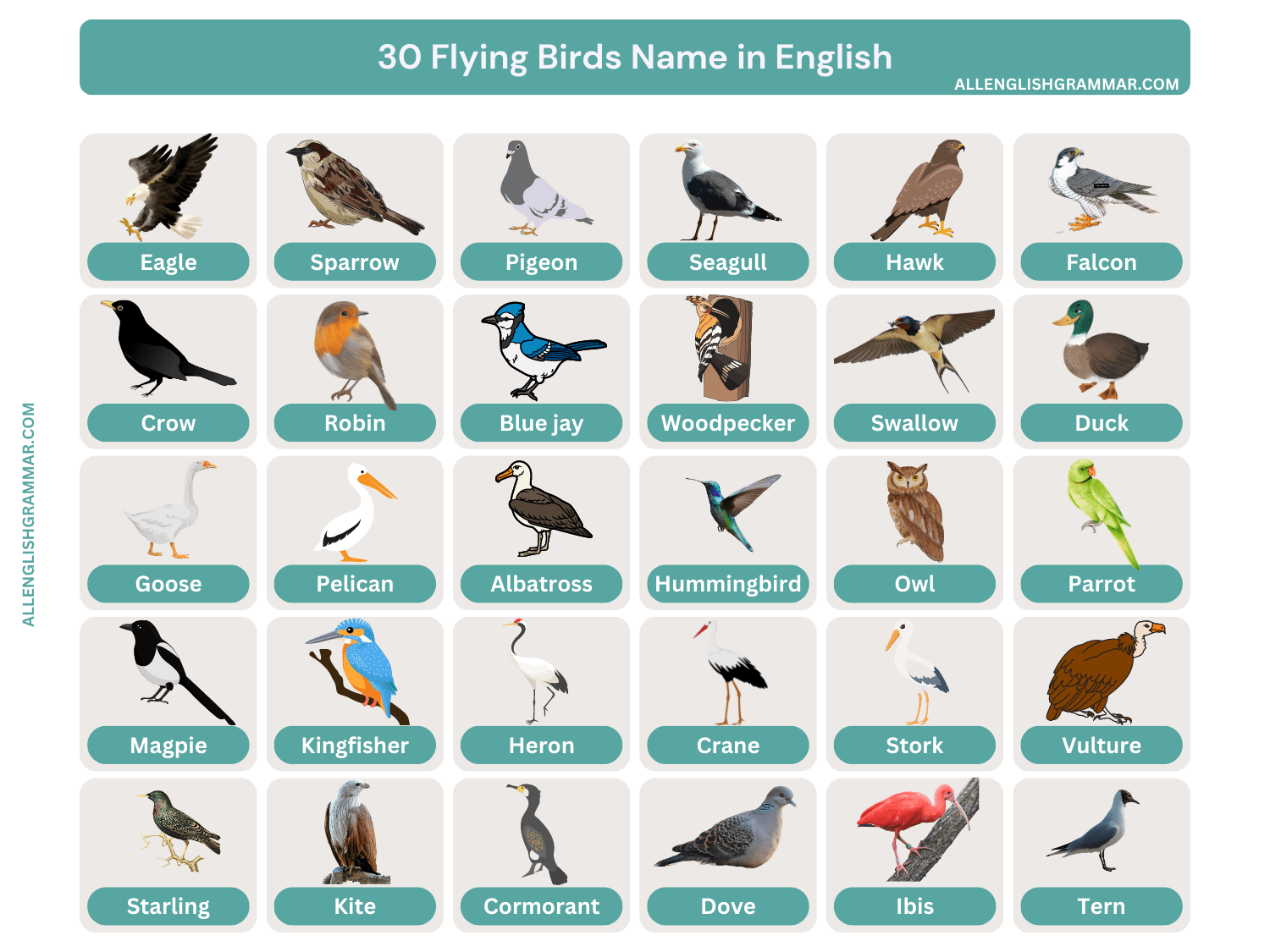 30+ Flying Birds Names in English